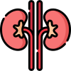 kidney (1)